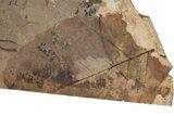 Fossil Leaf (Fagus) - McAbee, BC #226103-1